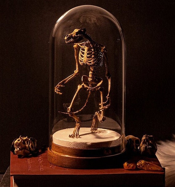 Werewolf Skeleton Curiosity Etsy UK