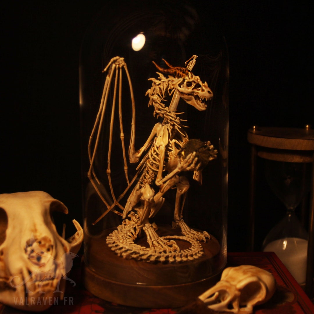 Dragonling Skeleton, Curiosity Cabinet - Etsy
