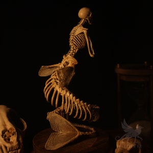 Mermaid skeleton, curiosity cabinet image 9