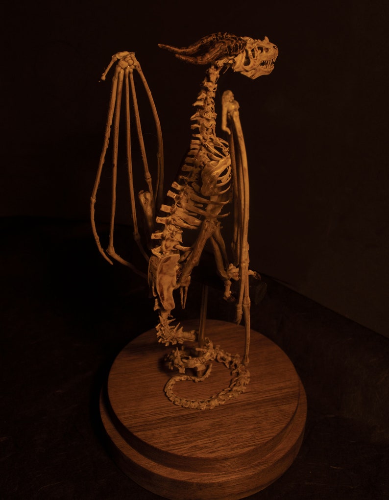 Wyvern Skeleton Curiosity Cabinet | Etsy