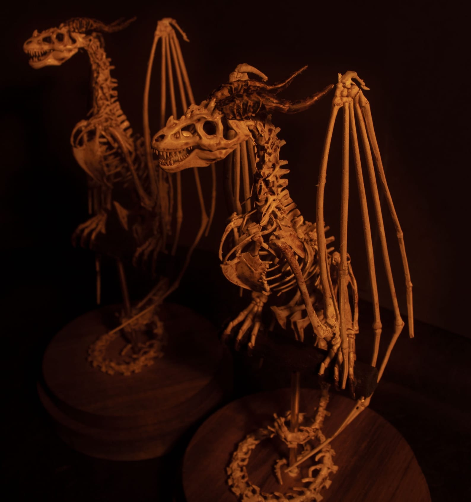 Wyvern Skeleton Curiosity Cabinet | Etsy
