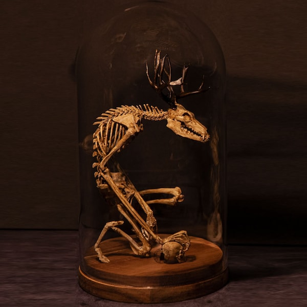 Wendigo skeleton, curiosity cabinet