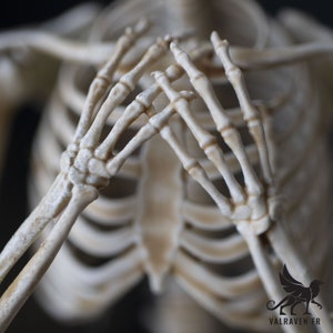 Mermaid skeleton, curiosity cabinet image 6
