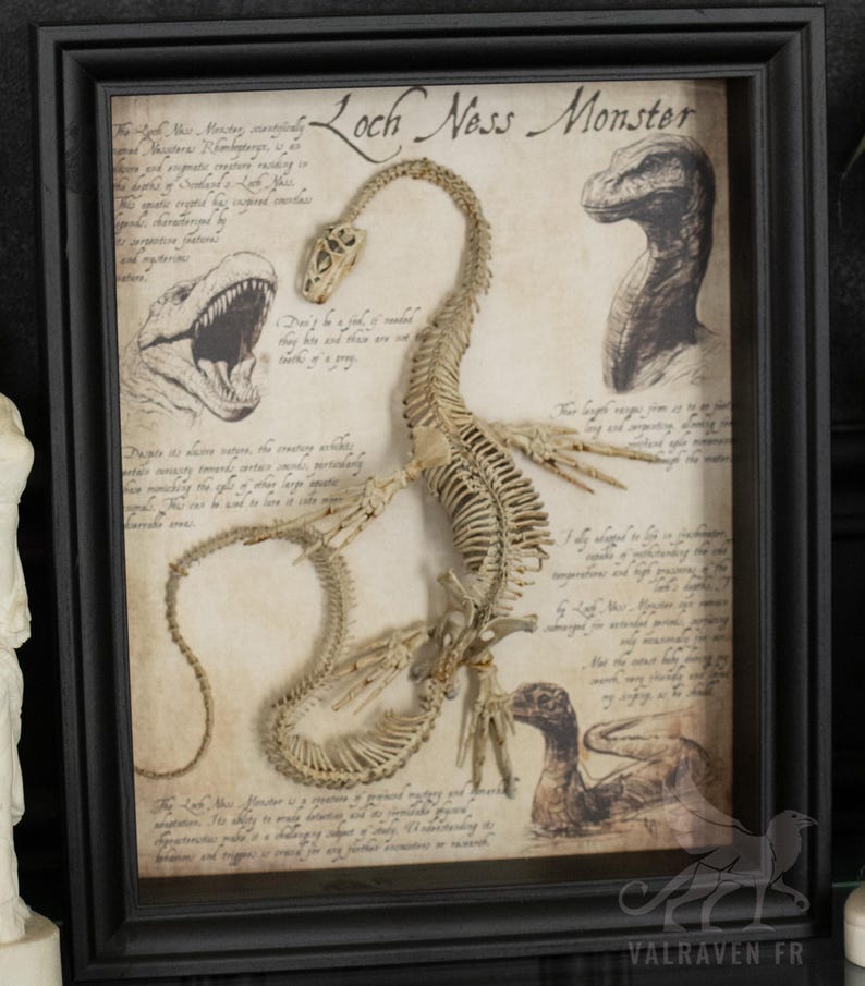 Op de afbeelding: Een ingelijste illustratie van het skelet van het Loch Ness-monster met tekst over het wezen. De illustratie is in vintage stijl met een bruine achtergrond en zwarte tekst.