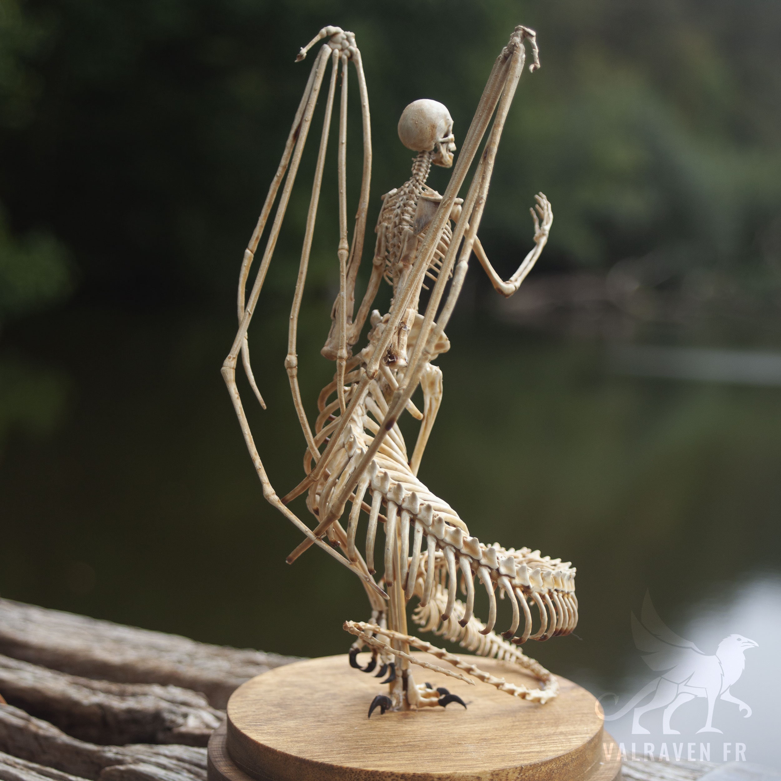 Melusina Skeleton, Curiosity Cabinet - Etsy