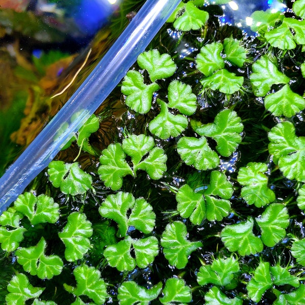 Ricciocarpus Natans