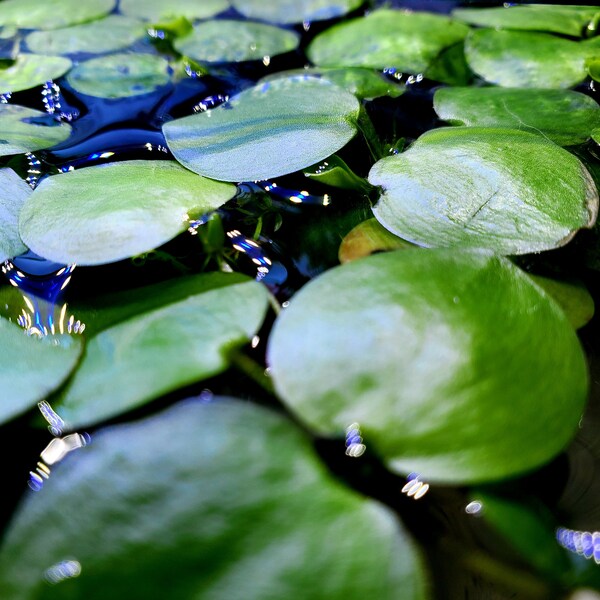 Amazon Frogbit