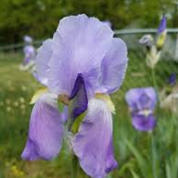 Old Fashioned Historic Heirloom Purple Iris flower. Highly sought after Grape smell.  Freshly dug with a fan of leaves.