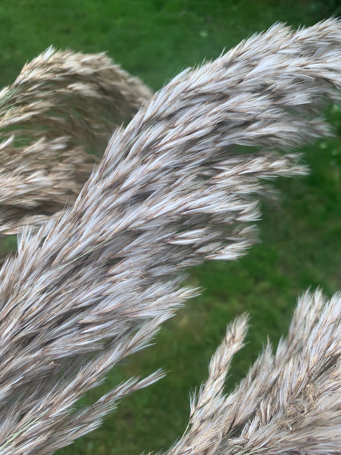 Pampas Grass Single Stem Natural Raw Colour Large Dried Etsy UK