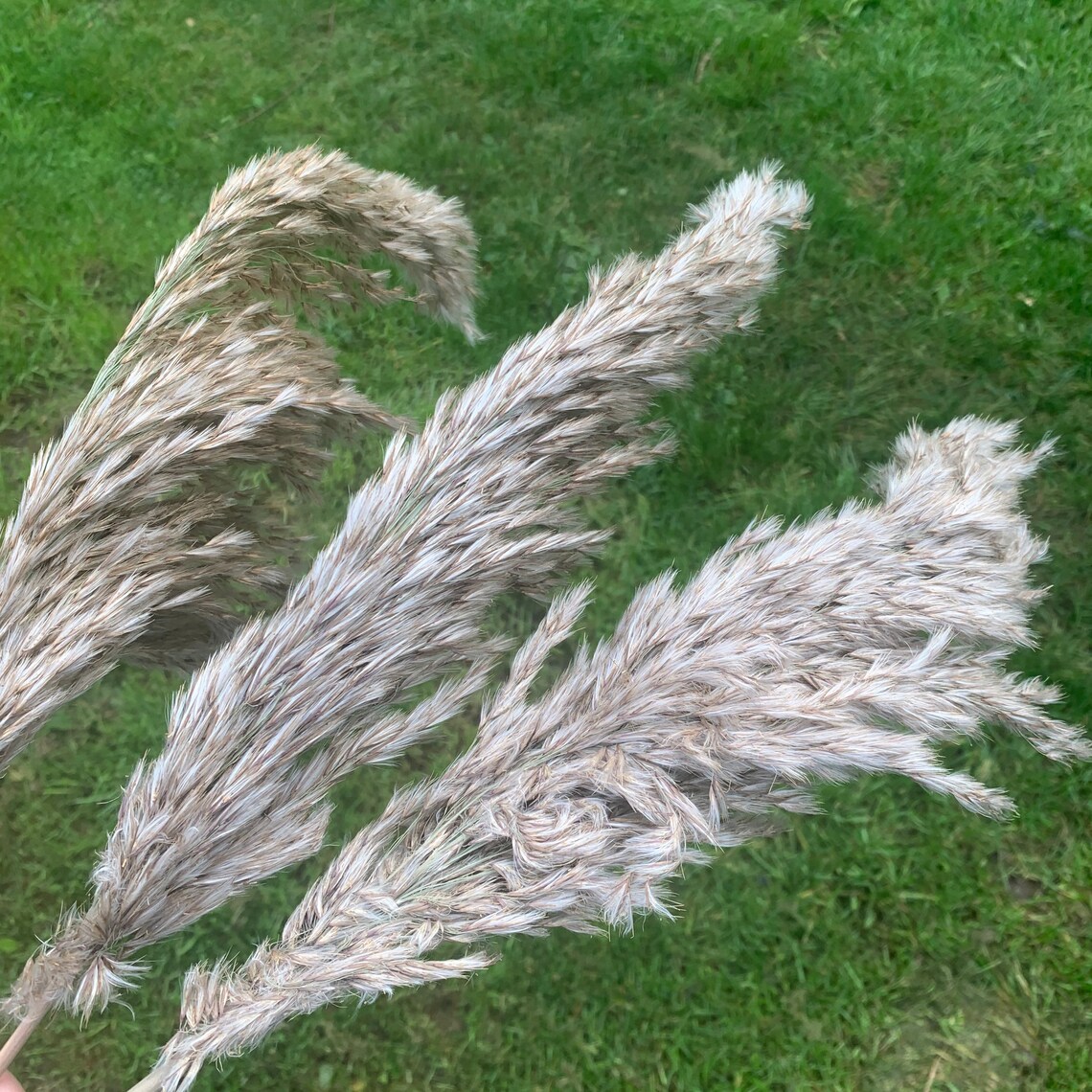 Pampas Grass Single Stem Natural Raw Colour Large Dried Etsy UK