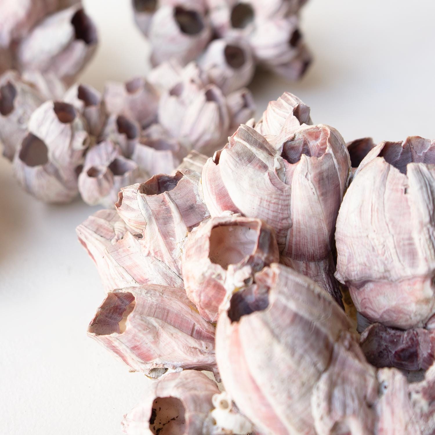 Vintage Collection of Dusky Pink Giant Barnacles, Shell Specimens, Mid ...