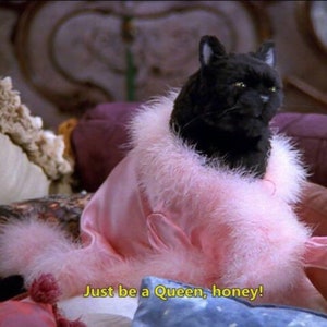 May include: A black cat wearing a pink fluffy robe with the text "Just be a Queen, honey!"