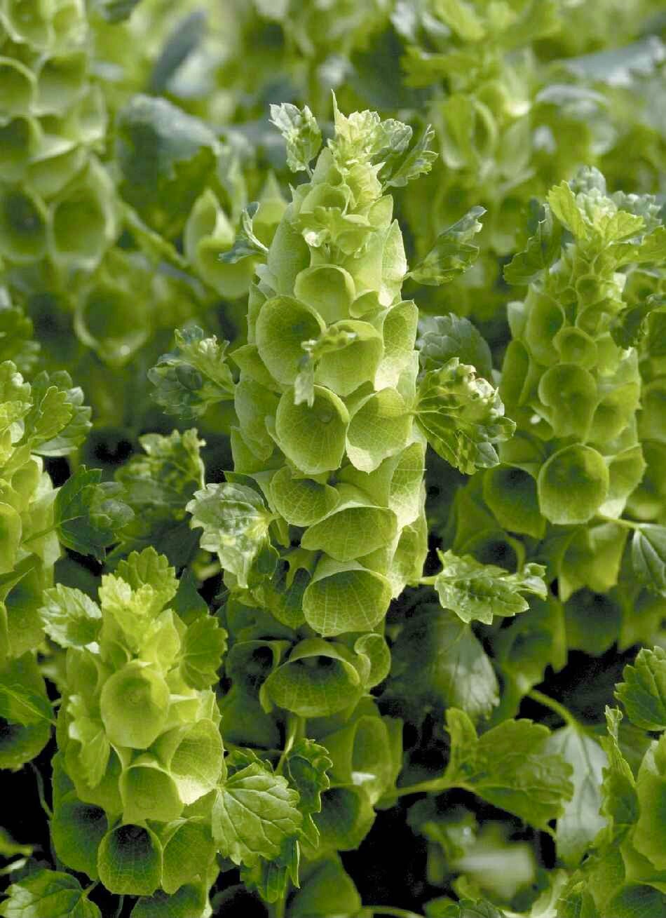 MOLUCCELLA laevis Pixie Bells Bells of Ireland Etsy