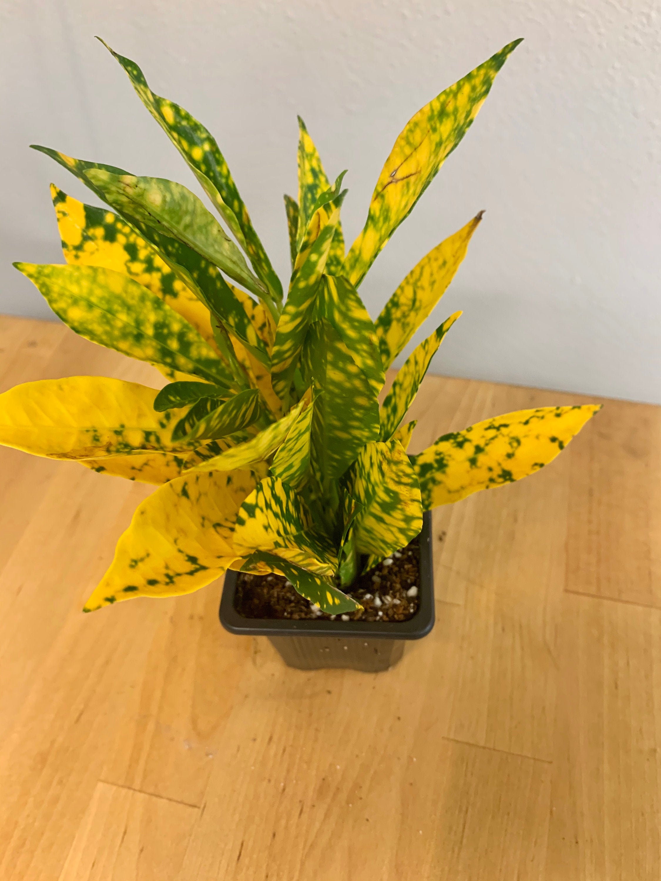 Gold Dust Croton Etsy