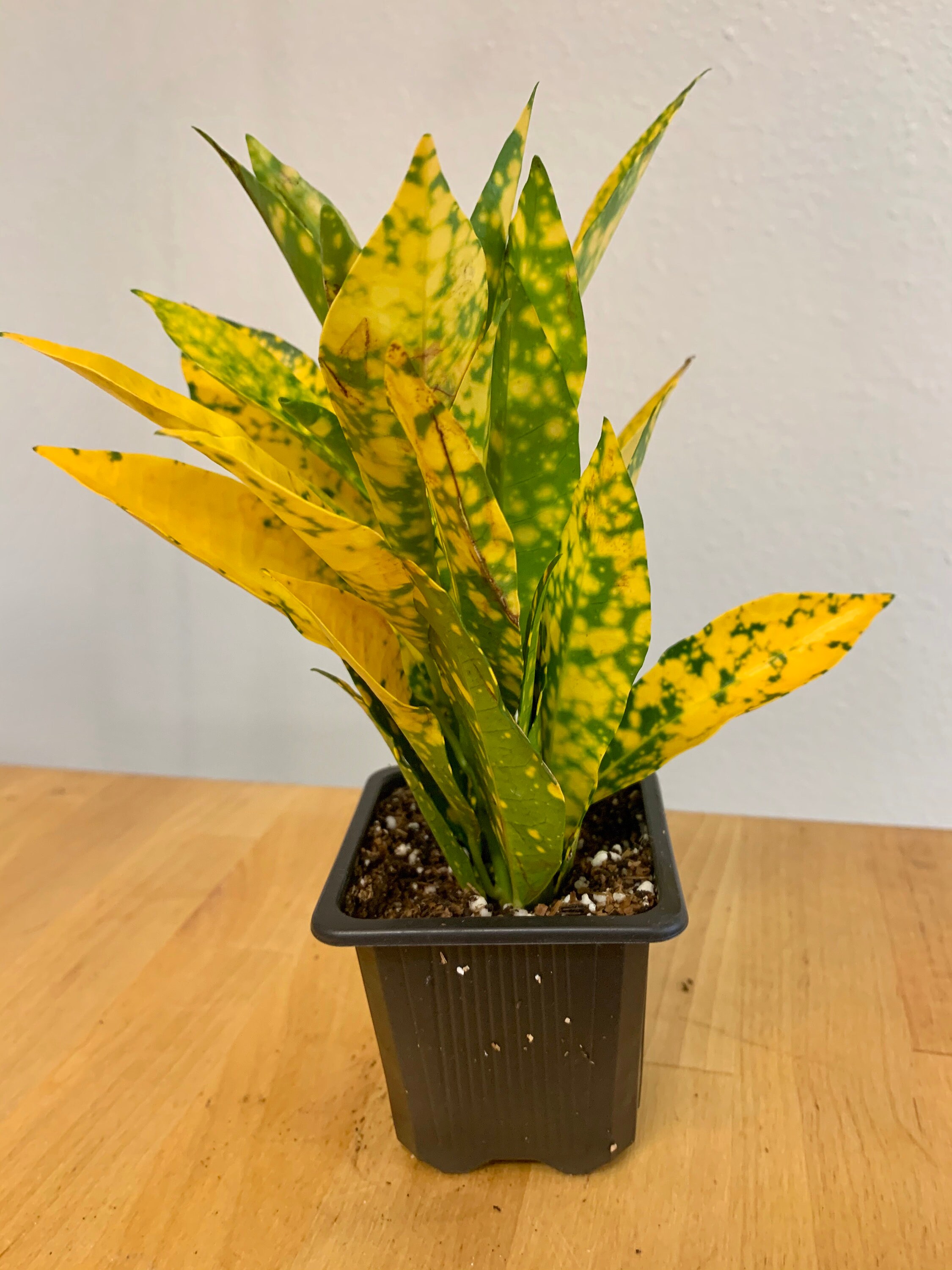 Gold Dust Croton Etsy