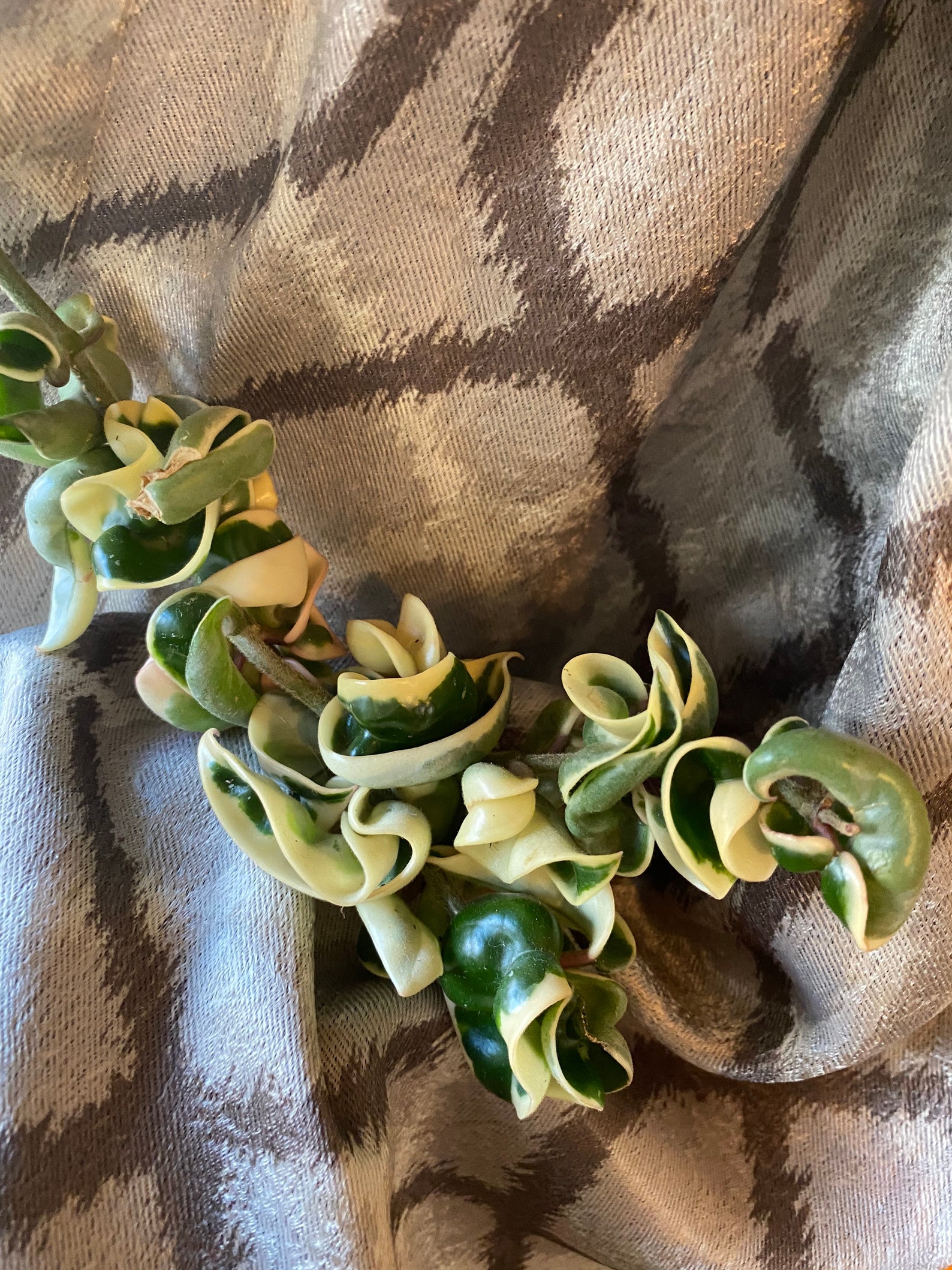 Unrooted 6 variegated Hindu Hoya rope cutting Etsy