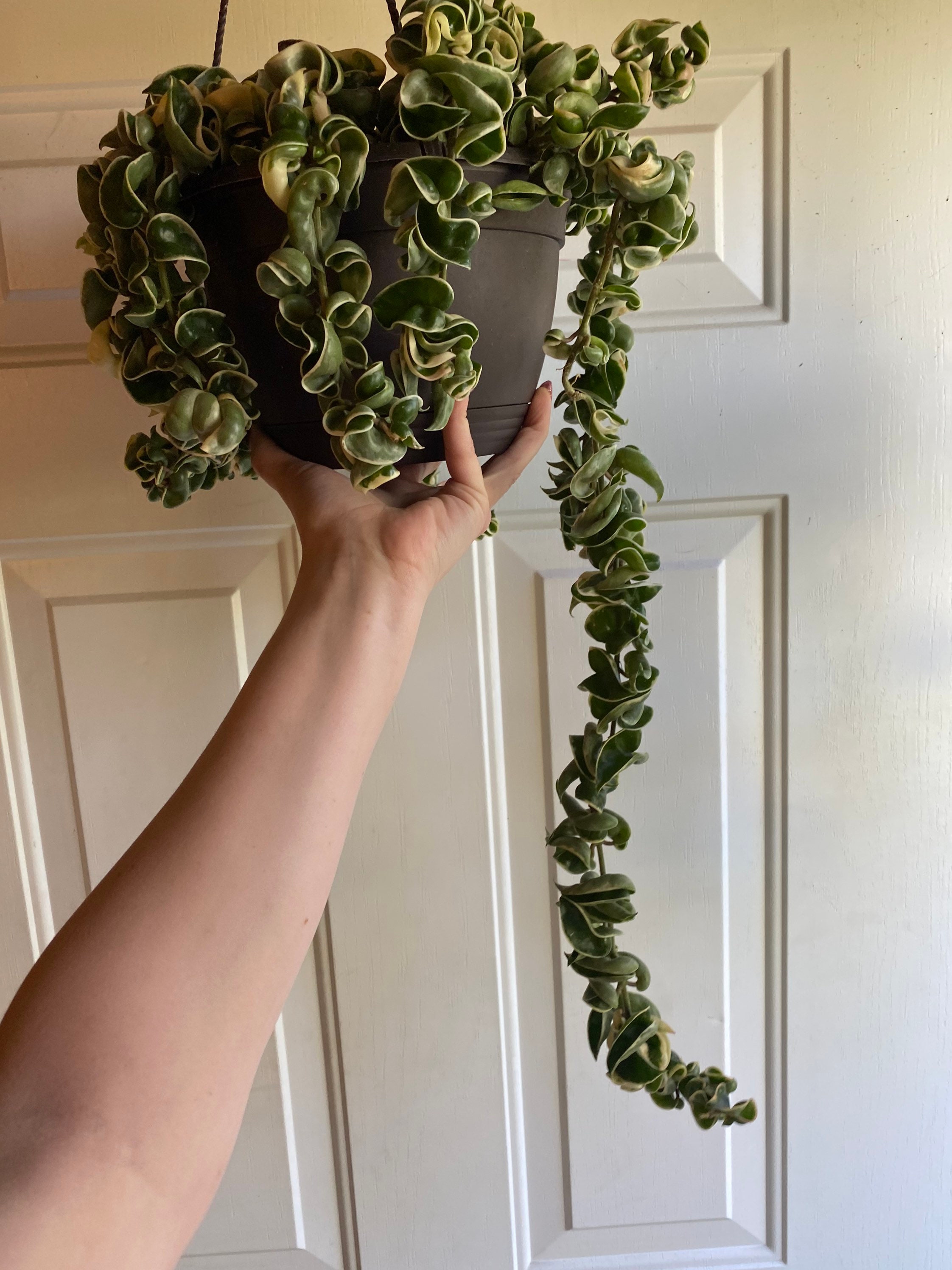 Unrooted variegated Hindu Hoya rope cutting 8 Etsy