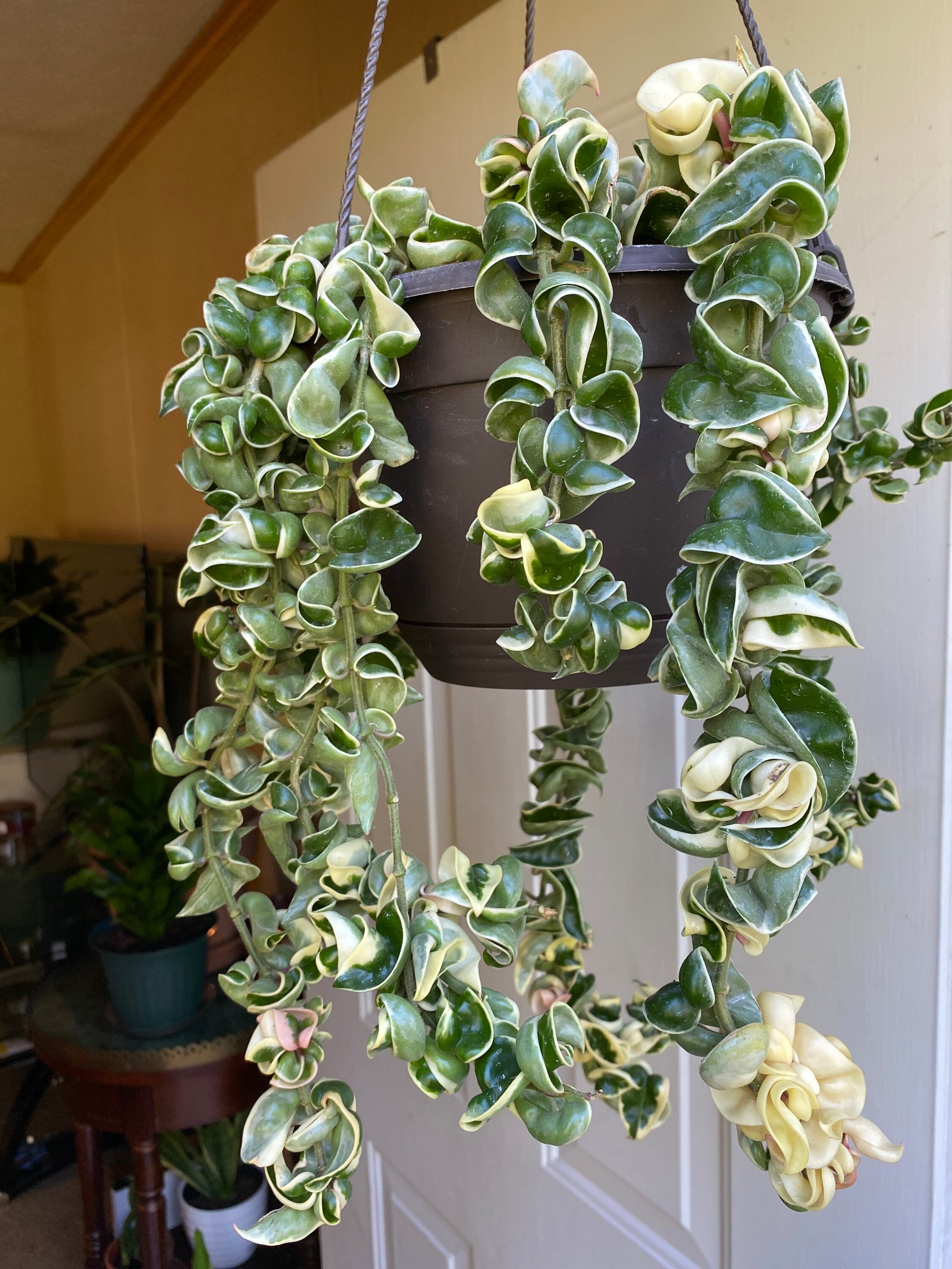 Unrooted variegated Hindu Hoya rope cutting 8 Etsy