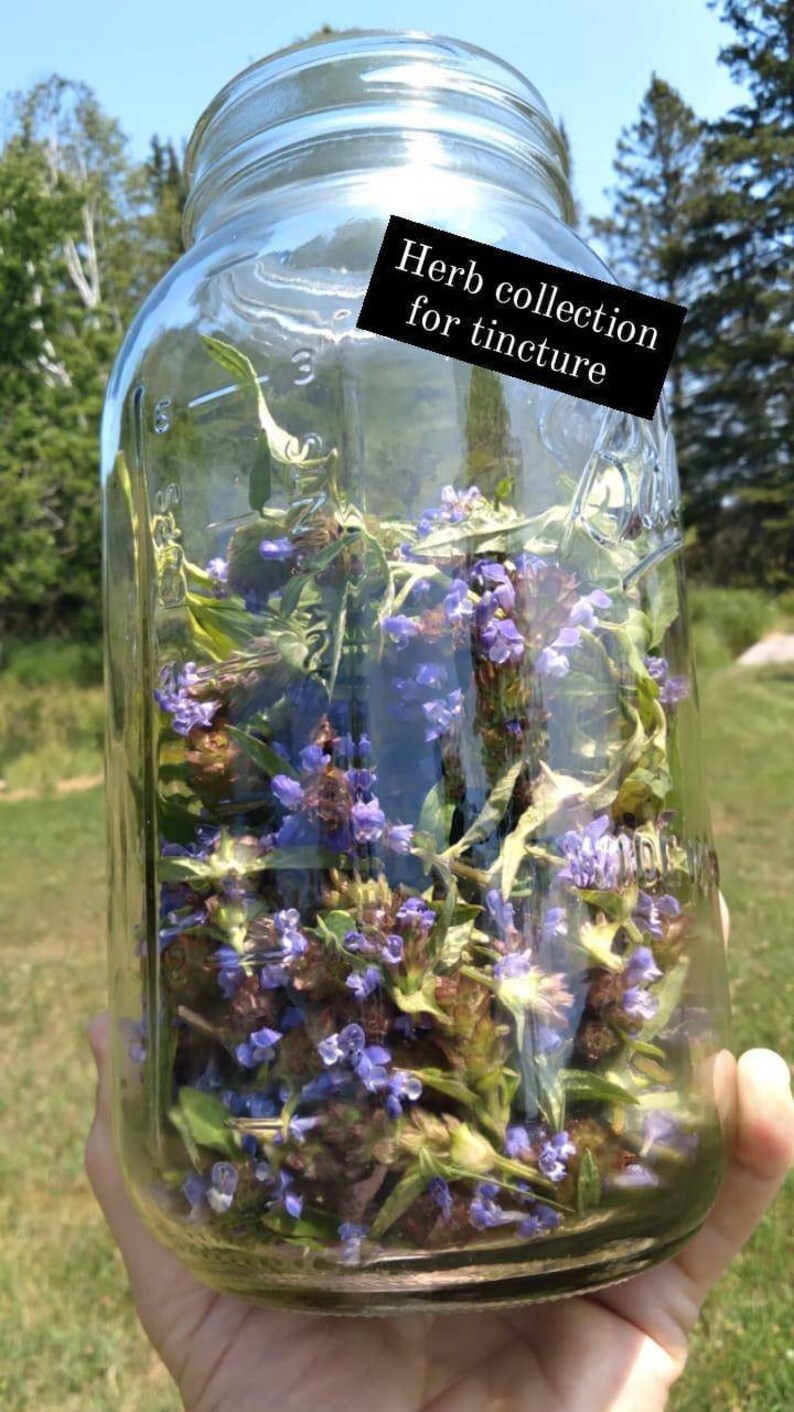 Self-Heal Herbal Tincture 2oz image 4