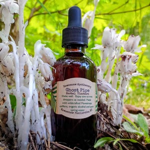 Ghost Pipe Tincture 2 oz - SUSTAINABLY SOURCED