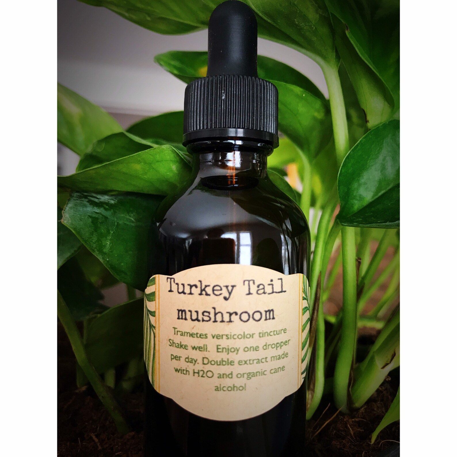 Turkey Tail Mushroom Tincture 2oz Etsy