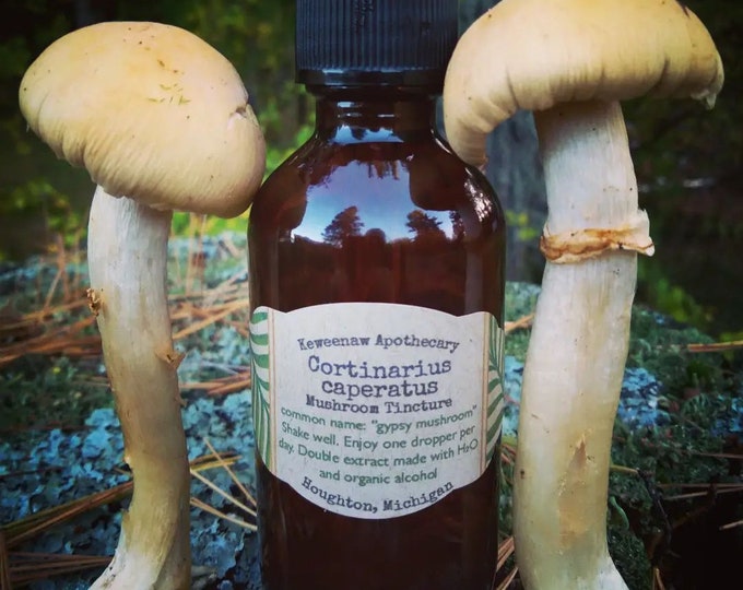 C. caperatus - "gypsy mushroom" Tincture 2oz