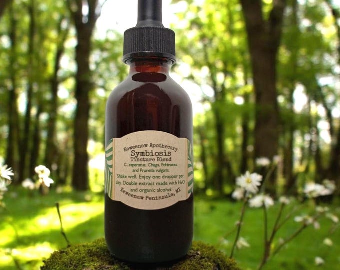 Gypsy Mushroom, Chaga, Echinacea and Self-Heal, Symbiosis Blend 2 oz Tincture