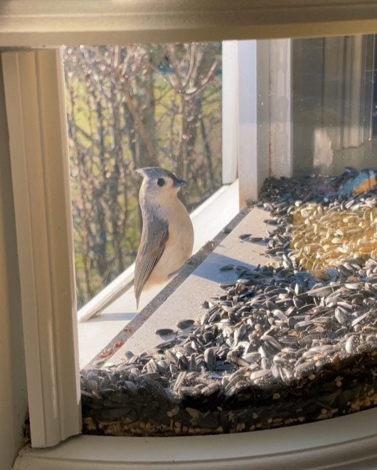Amish Mangeoire à oiseaux faite à la main dans la fenêtre avec vue