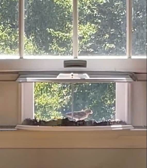 Window bird feeder uk best sale