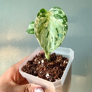 May include: A small variegated plant with a single heart-shaped leaf featuring mottled patterns of dark green, light green, and creamy white, planted in a clear square plastic nursery pot filled with dark brown soil and white perlite.