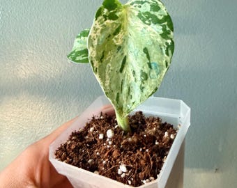 Monstera 'Bulbasaur' Rare Collector Aroid Rooted Starter Plant
