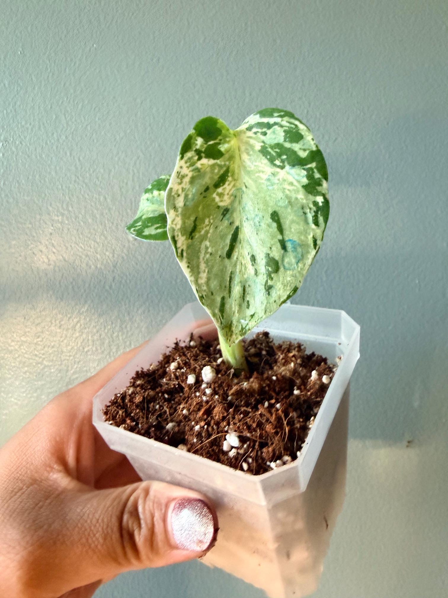 Monstera white lava - Etsy 日本