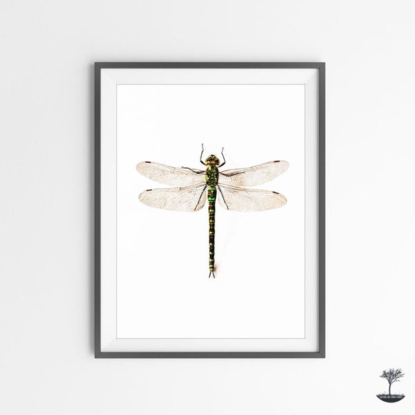 Dragonfly print, Insect art Print, Vintage Dragonfly Wall Art Print, Nature Art Print, Downloadable Print, Farmhouse Decor, Entomology print