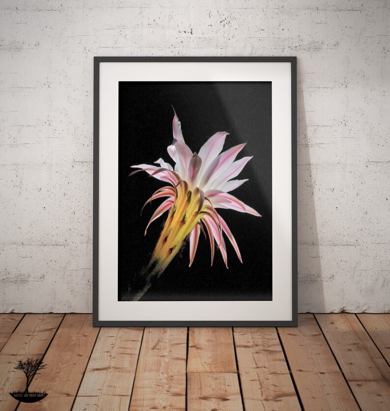 Cactus Flower Art Print,Boho Wall Decor,Cactus Decor,Botanical Wall Art Print,Desert Cactus Print,Printable Wall Art,Downloadable Print
