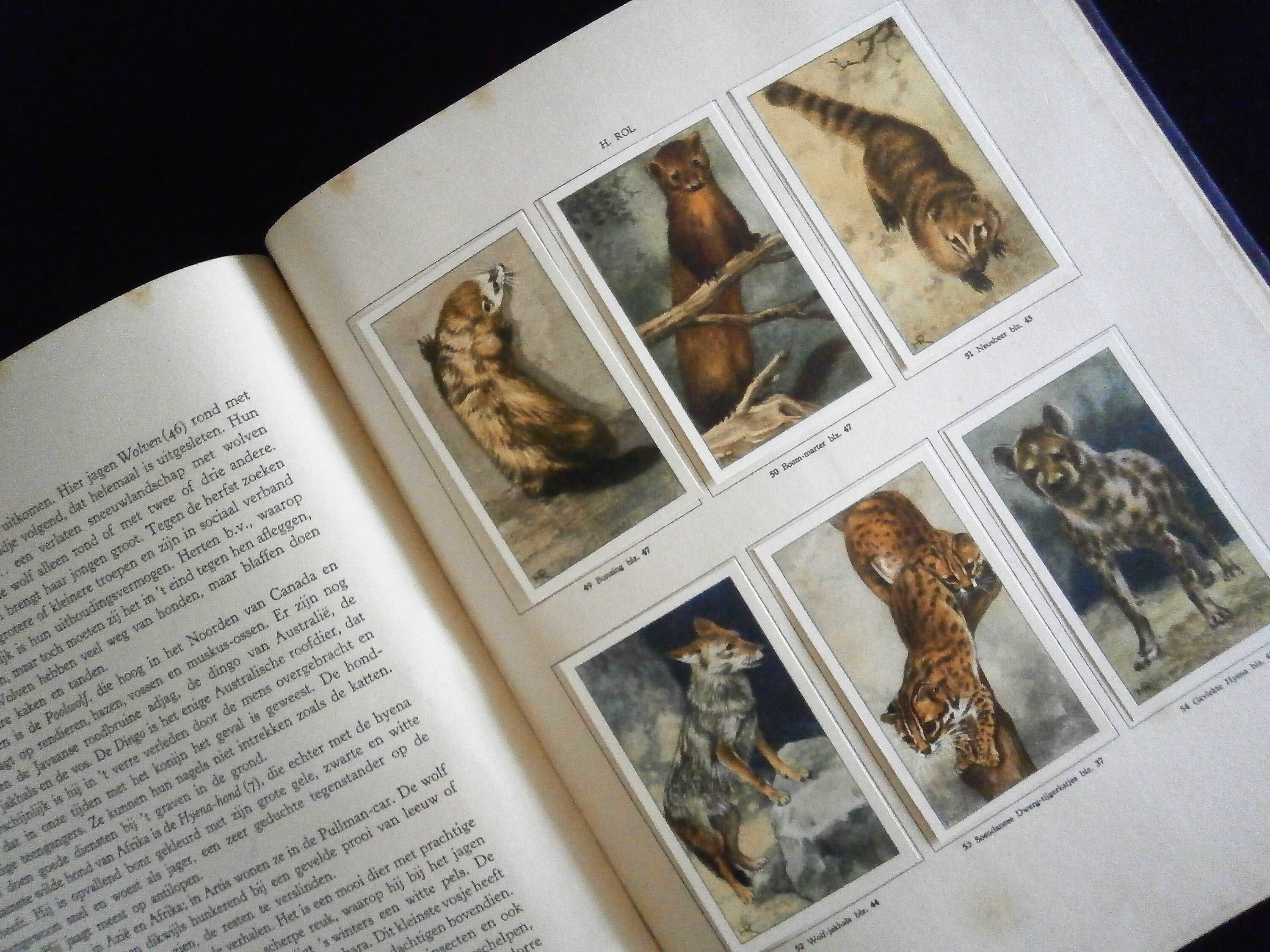 50%OFF Antique 1939  in Life Animal Album VERKADE コレクション