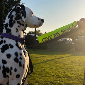 May include: A Dalmatian dog with black spots and a purple collar looks to the side. A neon green sign that says "GIVE ME SPACE" is held in the foreground. The background is a grassy field with trees and a bright sky.