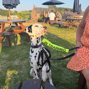 May include: A Dalmatian dog with black spots and a purple collar sits on the grass. The dog wears a harness and a bright yellow "IN TRAINING" band. Picnic tables and umbrellas are in the background.