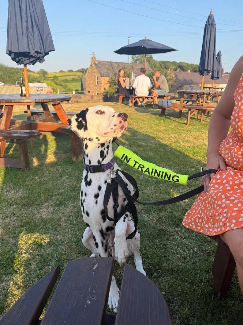 May include: A Dalmatian dog with black spots and a purple collar sits on the grass. The dog wears a harness and a bright yellow "IN TRAINING" band. Picnic tables and umbrellas are in the background.
