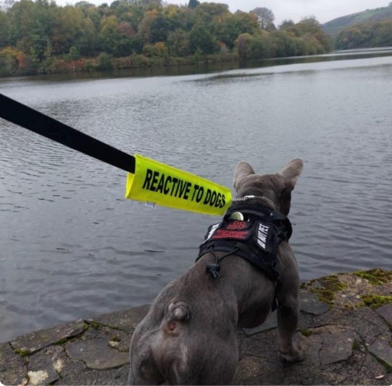 May include: A gray French Bulldog wearing a black harness with red patches, standing near a body of water. A yellow banner on the leash reads "REACTIVE TO DOGS" in bold, black letters. The dog is looking out at the water.