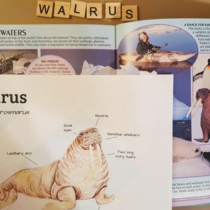 Unit Study Walrus Anatomy and Facts Lesson Plans, Homeschool