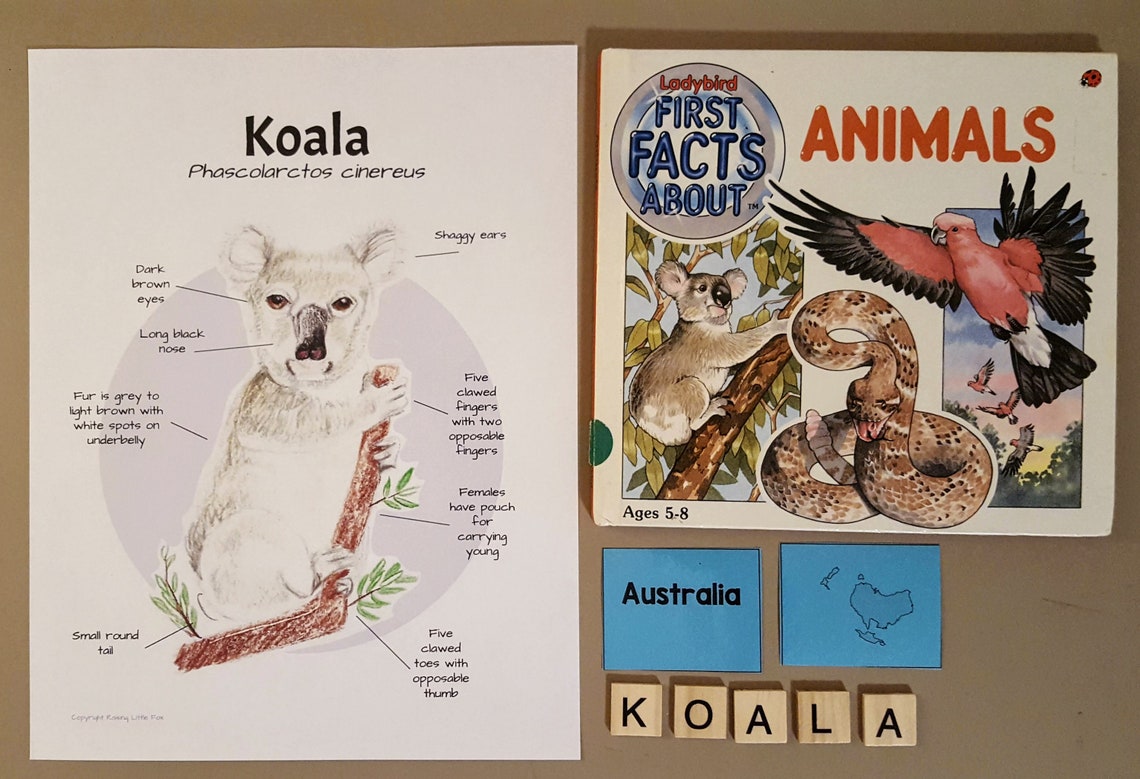 Koala Anatomy and Facts Lesson Plans Homeschool Etsy