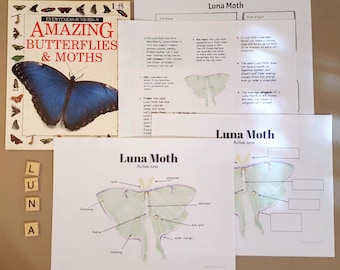 Lerneinheit Luna Moth Anatomie und Fakten - Unterrichtspläne, homeschool, Notizbuch, für Kinder im Grundschulalter