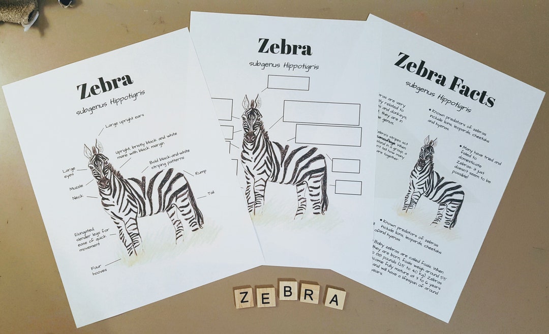 Unit Study Zebra Anatomy and Facts Lesson Plans, Homeschool