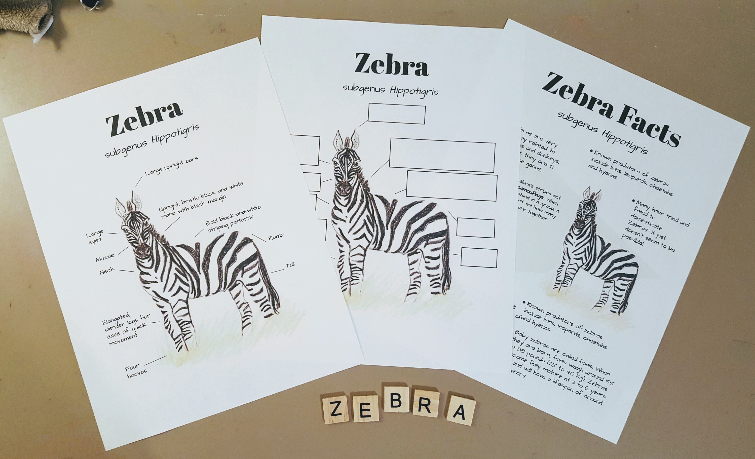 Zebra Anatomy and Facts Lesson Plans Homeschool Etsy