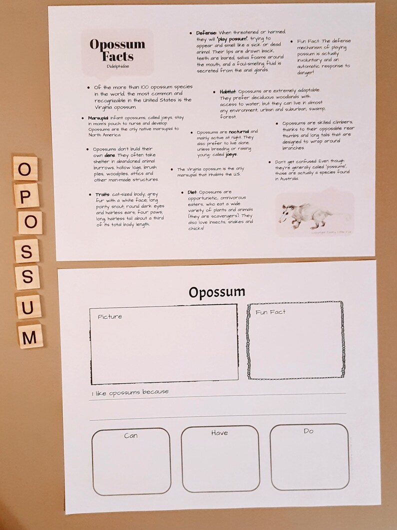for Elementary Aged Children Red Fox anatomy and facts Lesson plans homeschool notebooking