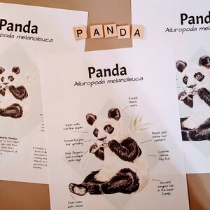May include: Three printable educational posters about pandas. The posters feature illustrations of pandas, text about their physical characteristics, and their habitat. The text includes the scientific name for the panda, Ailuropoda melanoleuca.