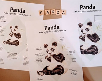 Puede incluir: Tres carteles educativos imprimibles sobre los pandas. Los carteles presentan ilustraciones de pandas, texto sobre sus características físicas y su hábitat. El texto incluye el nombre científico del panda, Ailuropoda melanoleuca.