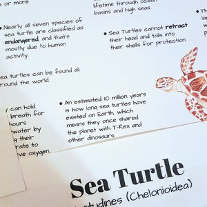 Sea Turtle Lesson Plan for Co-op, Homeschool or Classroom Study - Unit ...
