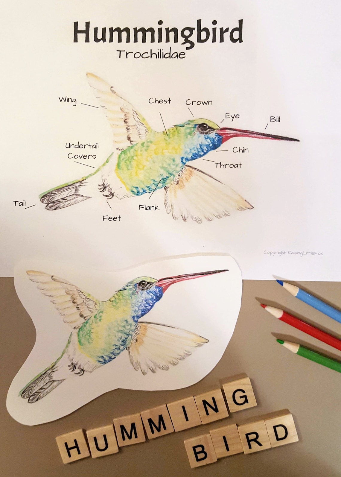Hummingbird Anatomy and Facts Lesson Plans Homeschool Etsy UK