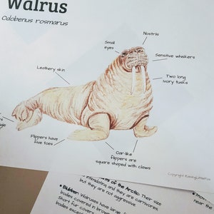 Walrus Anatomy and Facts Lesson Plans Homeschool | Etsy